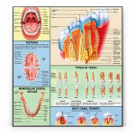 Human Teeth Chart